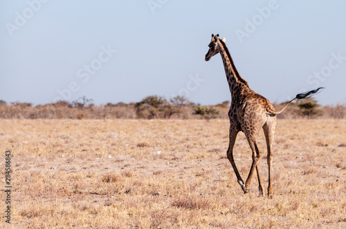 Closeup of a Galloping Giraffe on the plains of Etosha National Park, in Northern Namibia.