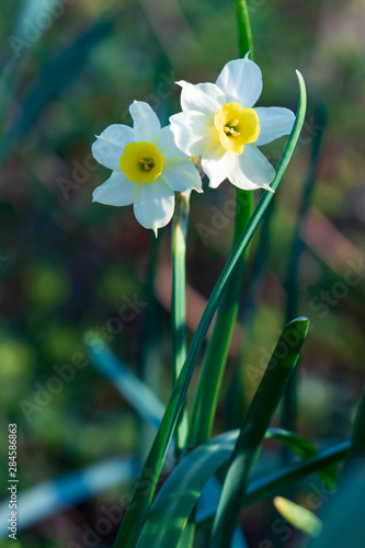 Daffodils close-up