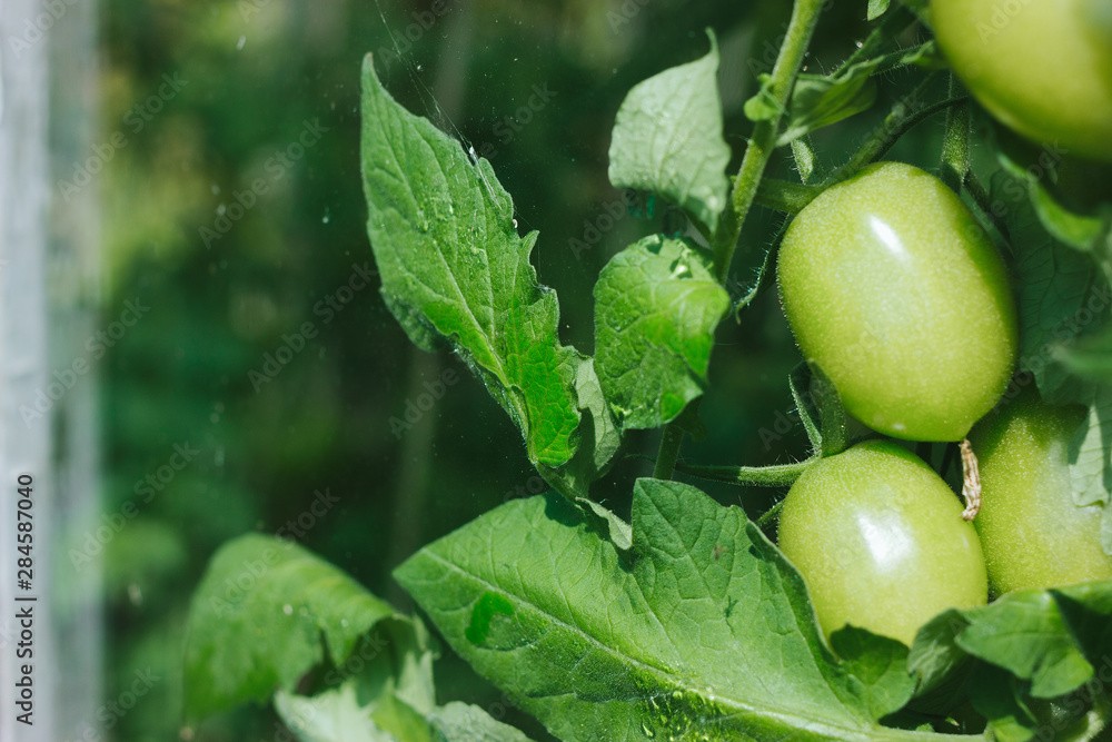 Fresh ripe green tomatoes on a branch grow in a greenhouse