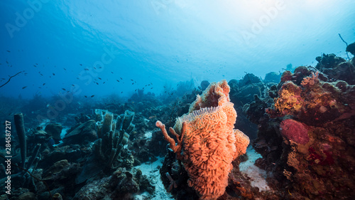 Seascape of coral reef in the Caribbean Sea around Curacao with coral and sponge