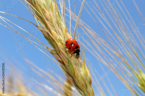 ladybug