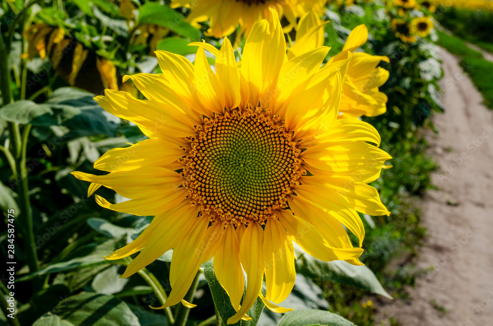 Fototapeta premium Small sunflower close-up next to the road. Ripening of a sunflower in ribbon time.