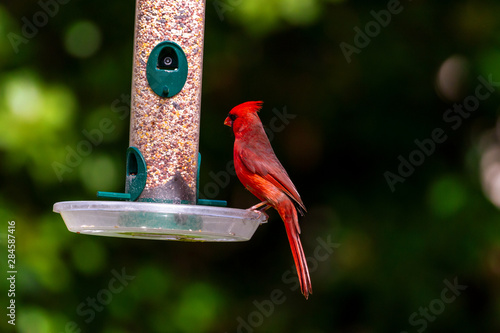 bird on feeder photo