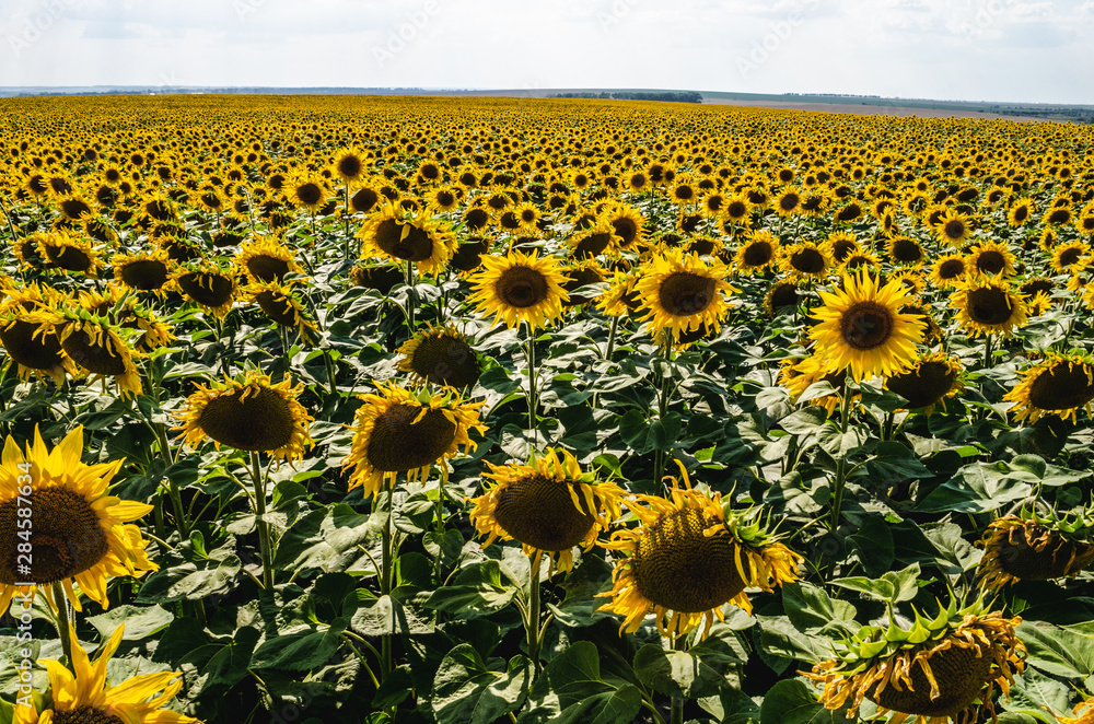 Obraz premium Growing sunflower on plantations. Sunflowers grow on the field.