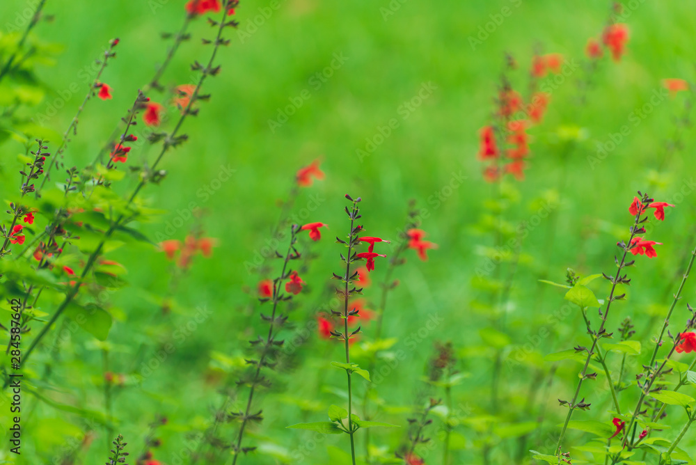 red salvia flowers in the garden