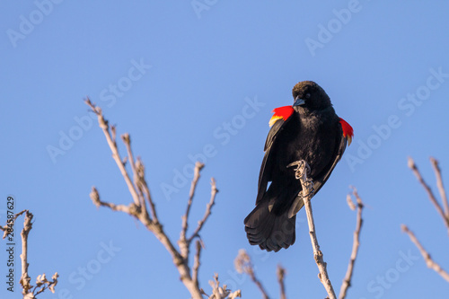 red-winged blackbird