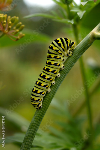Vertical image of a larva (caterpillar) of black swallowtail butterfly (Papilio polyxenes) on a stem of dill