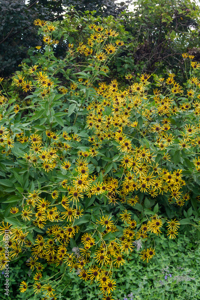 Obraz premium Vertical image of a large clump of 'Henry Eilers' sweet coneflower (Rudbeckia subtomentosa 'Henry Eilers')
