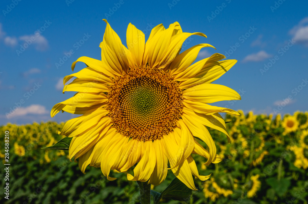 Sunflower close-up against dark blue sky. Sunflowers field with blurry background Sunflower close-up against dark blue sky. Sunflowers field with blurry background