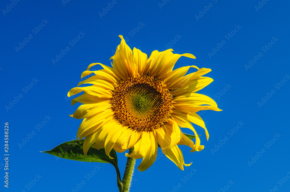 Sunflower with blue sky. Beautiful sunflower on an isolated blue background.. Sunflower with blue sky. Beautiful sunflower on an isolated blue background..