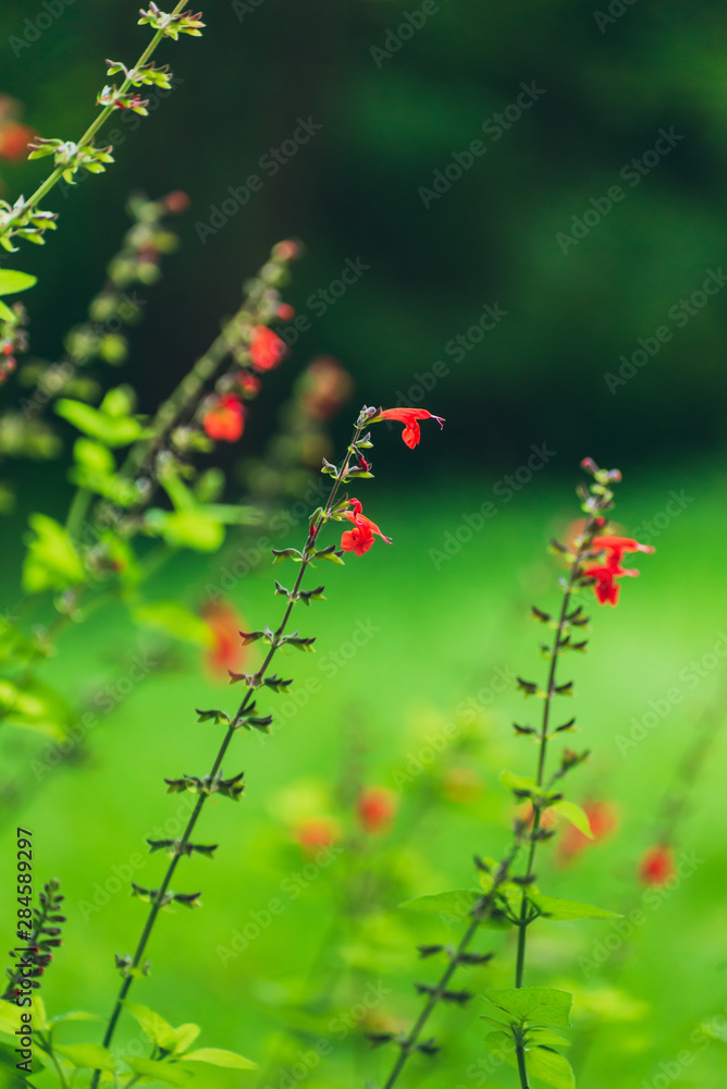 red salvia flowers in the garden red salvia flowers in the garden