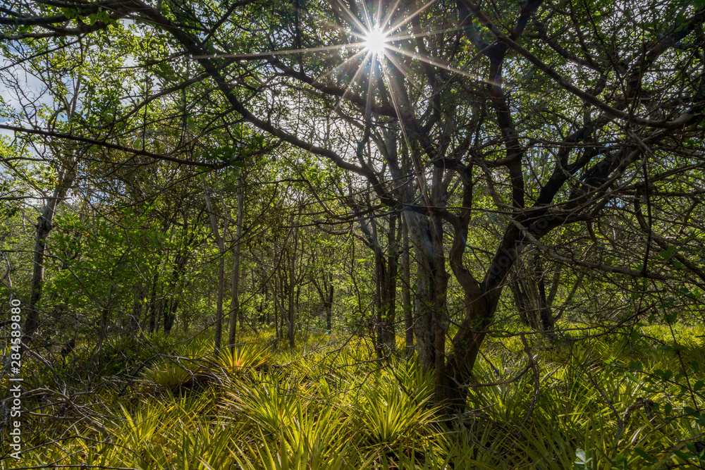 Obraz premium Walking in the Mundi of Curacao