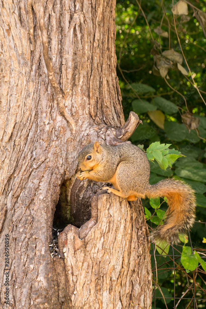 Squirrel Squirrel