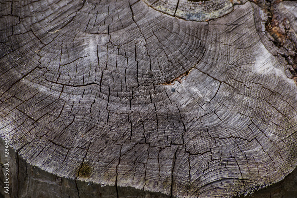 Fototapeta premium A detail of an old tree rings in the wood