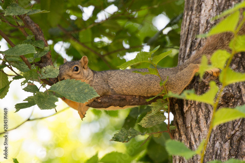 Squirrel © RYAN