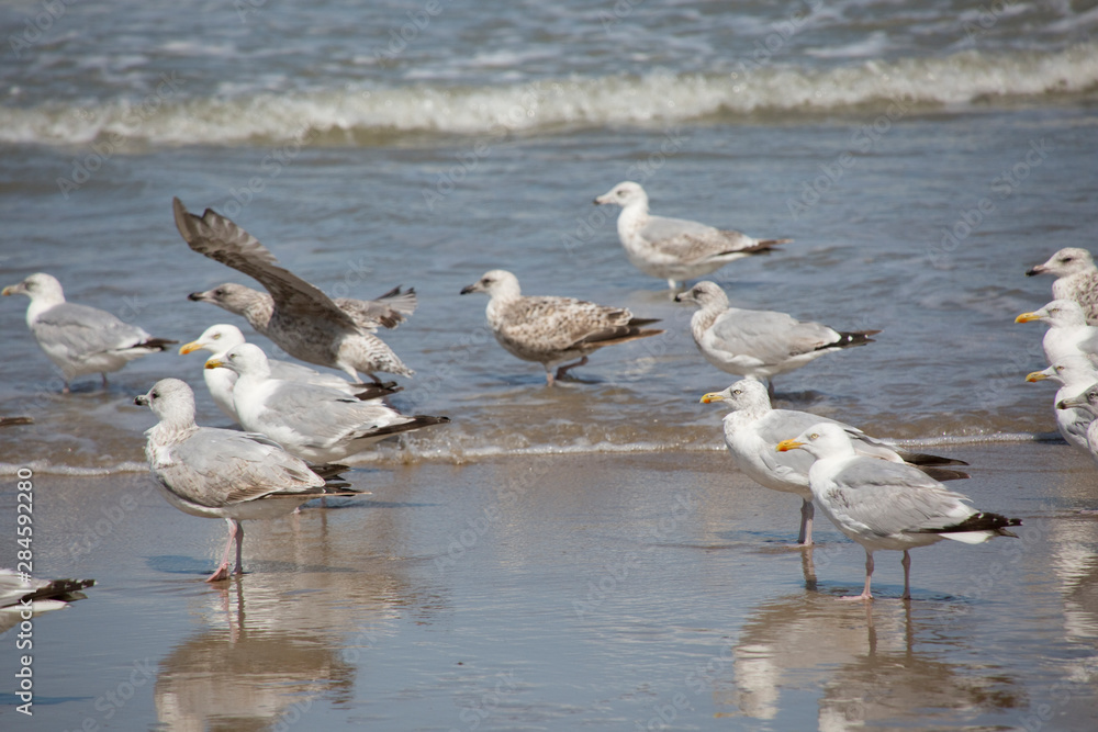 Silbermöwen (Larus argentatus) in der Brandungszone
