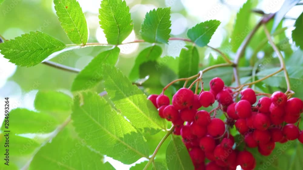 Sunshine and sun rays throuth red ripe bunch of rowan with green leaves. A branch sways in the wind, autumn mood. orange ashberry. Concept ending summer, harvest in fall season. Selective focus