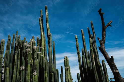 Cactus and sky  3 © Alan