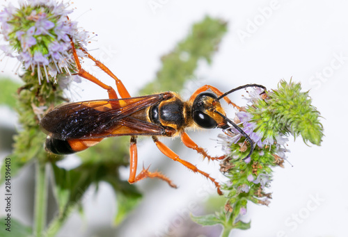 Great golden sand digger wasp (Sphex ichneumoneus) eating nectar and pollinating mint flowers, Iowa, USA. photo