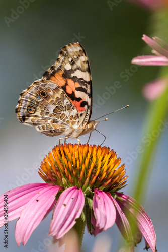 Bild auf Leinwand Painted lady butterfly (Vanessa cardui) on a flower, Iowa, USA