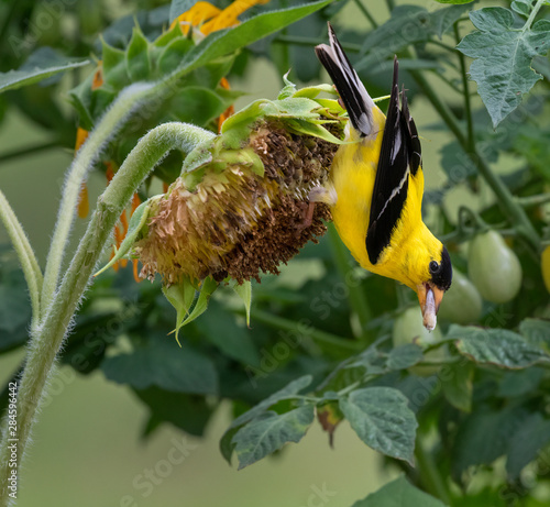Obraz na plátne American goldfinch (Spinus tristis) male feeding on sunflowers, Iowa, USA