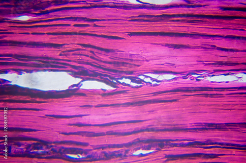 tendon tissue under microscope