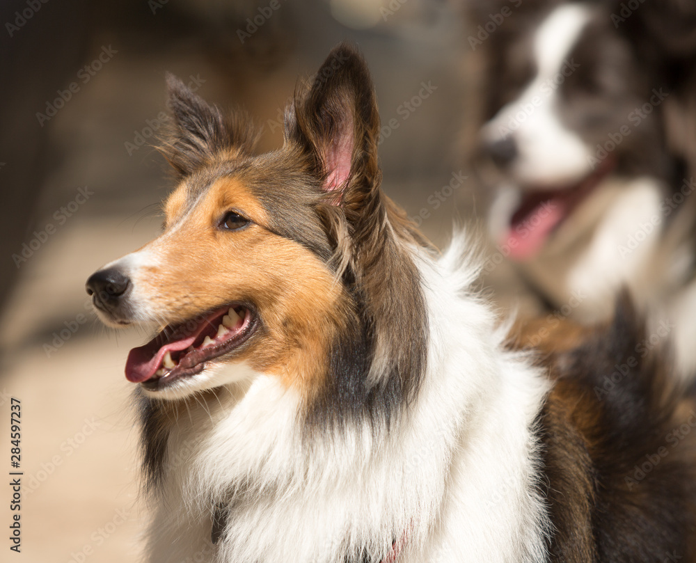 A Rough Collie-Shetland sheepdog