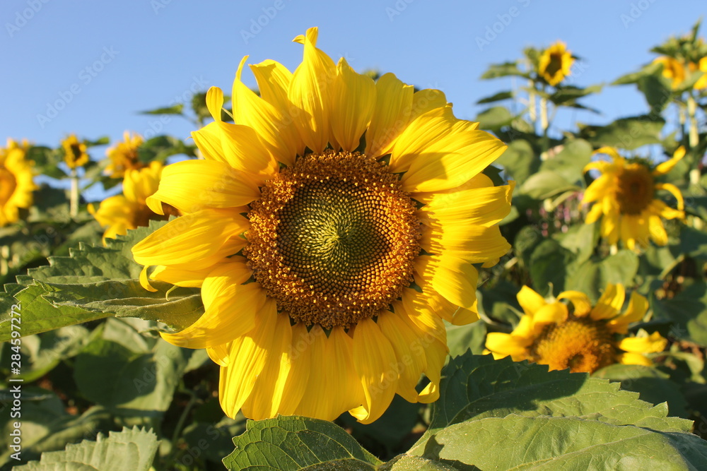 sunflower in field