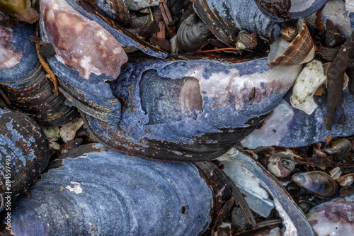 Obraz na plátne Blue Mussel Shells on Beach