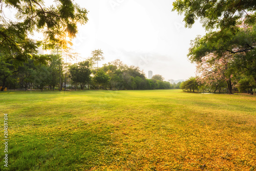 Fototapeta Naklejka Na Ścianę i Meble -  Green sward filed in morning, Scenery green grass at the natural park