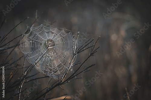 Creepy spider web on a moody background outside