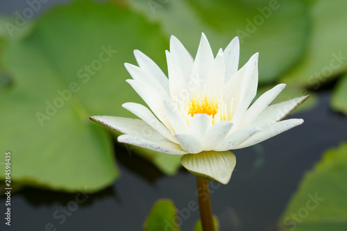 White lotus in the pool