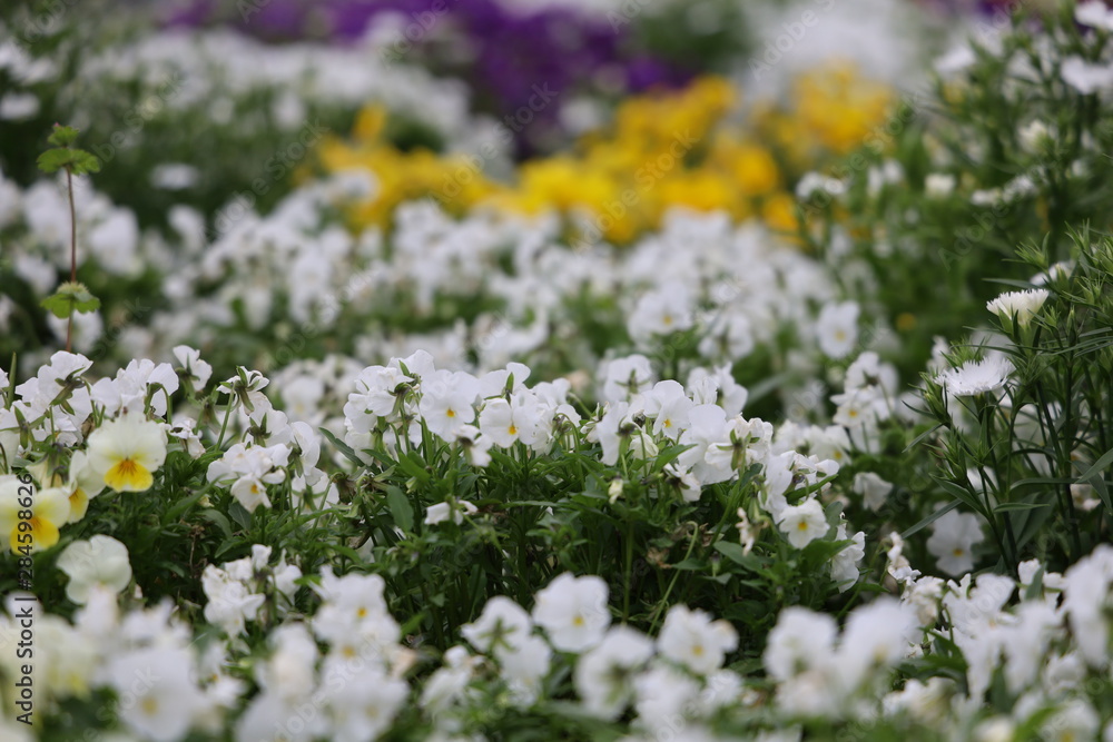 field of flowers field of flowers