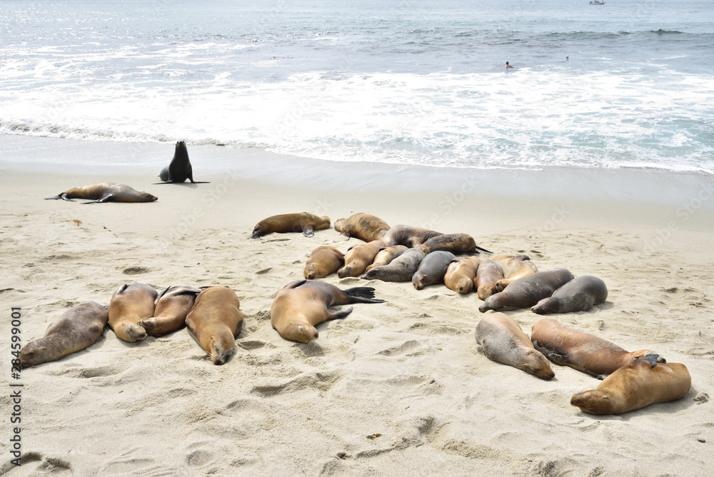 Fototapeta premium La Jolla beach, San diego, California