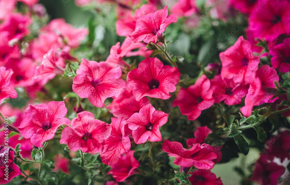 Many beautiful pink petunias bloom in spring in the botanical garden. Flowers as a background for advertising. Summer bloom.