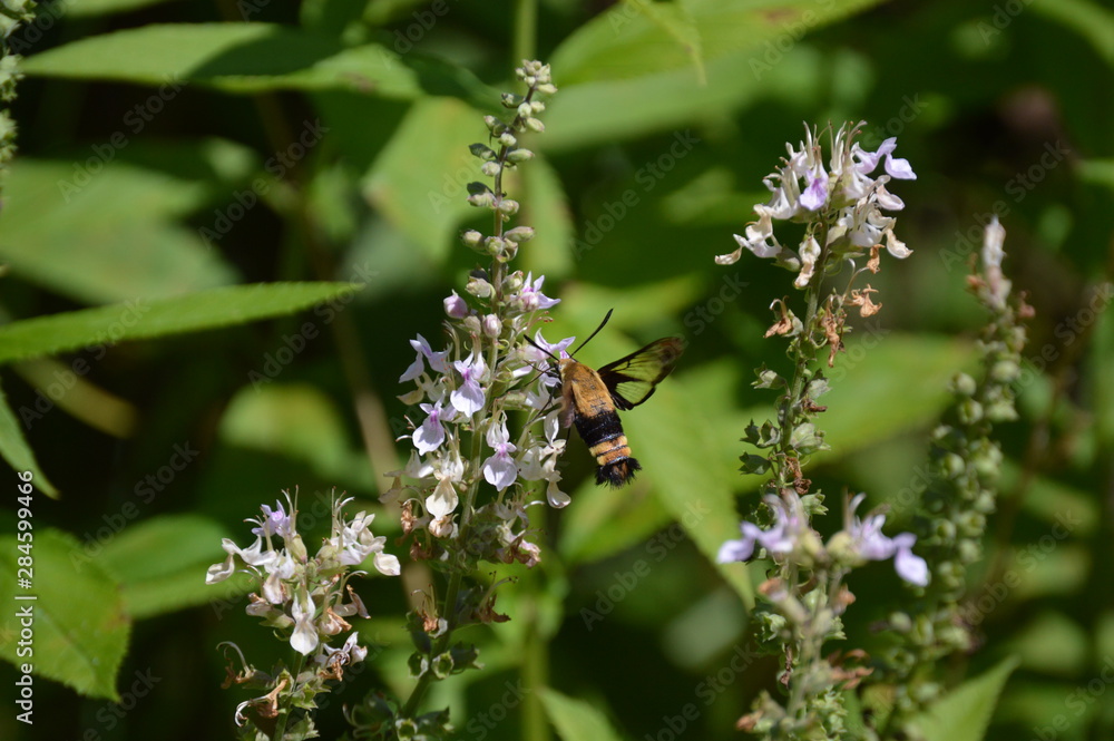 Snowberry Clearwing Moth