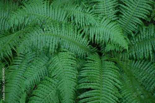 Filled with the fern leaves