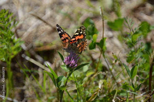 Butterfly Painted Lady