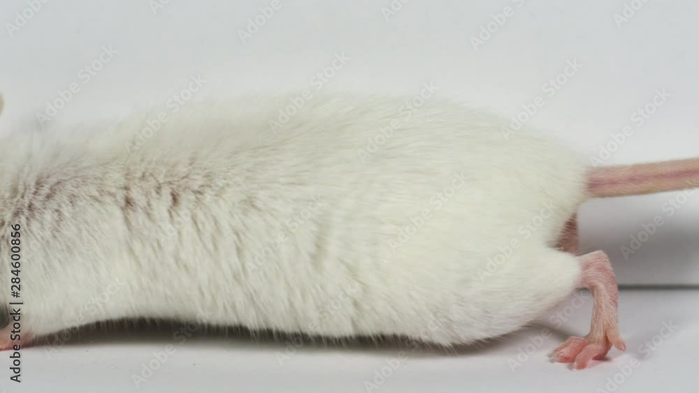 Lab rat in scientific experiments