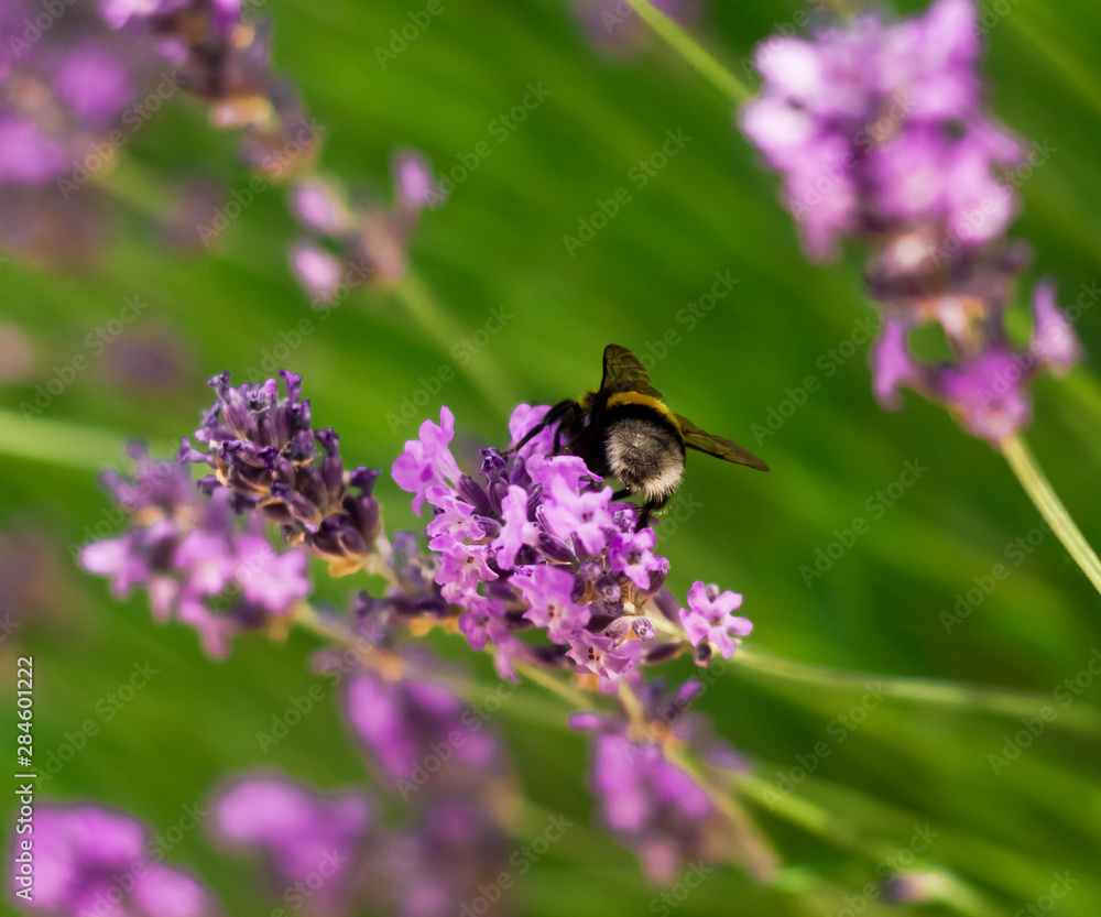 closeup of a bumblebee pollinating a field of lavender flowers closeup of a bumblebee pollinating a field of lavender flowers