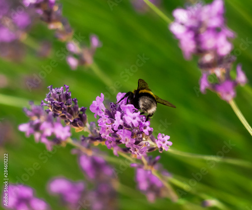 Fototapeta Naklejka Na Ścianę i Meble -   closeup of a bumblebee pollinating a field of lavender flowers