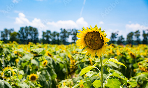 Sunflower Fields
