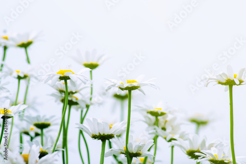 Fototapeta Naklejka Na Ścianę i Meble -  stems of large flowers of daisies against the gray sky