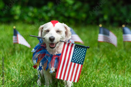 Dog holding american flag in mouth with eyes closed