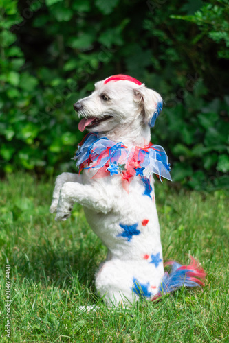 Small patriotic dog begging outside