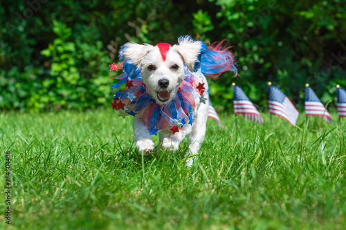 Happy small american dog running in grass