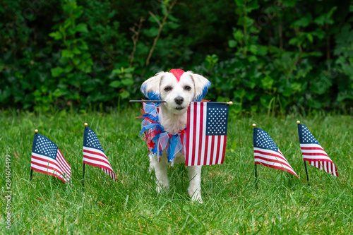 Small dog holding the american flag with flags in the grass