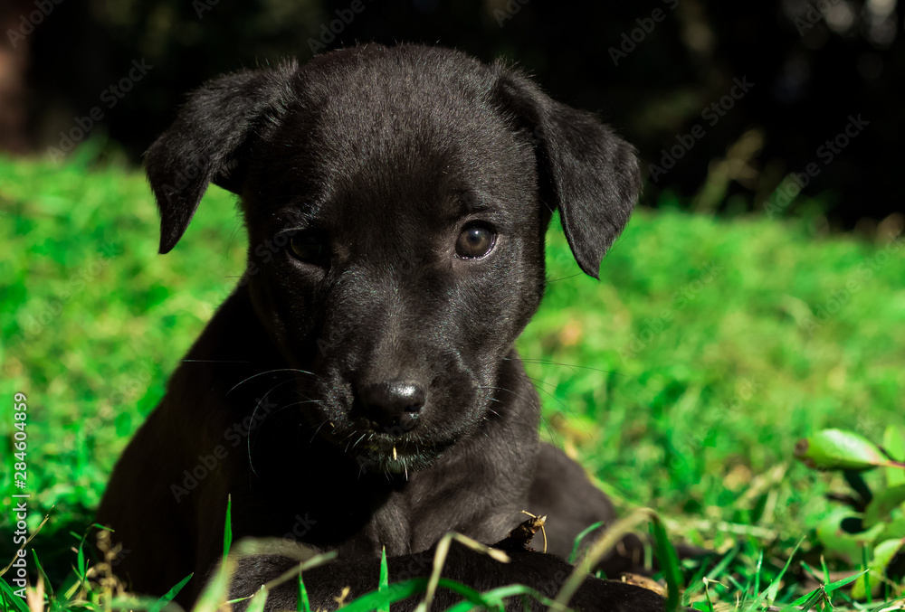 Portrait of a cute black dog puppy outside in the garden