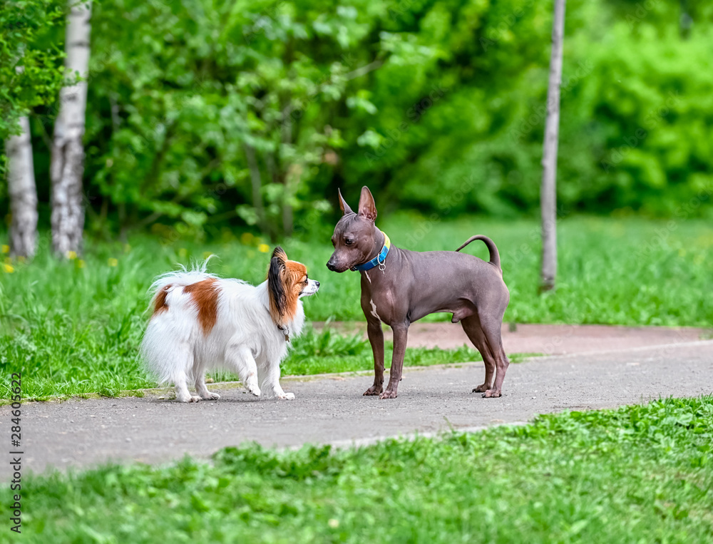 white with red Papillon (Continental Toy Spaniel) and American Hairless Terriers dogs meeting on park path
