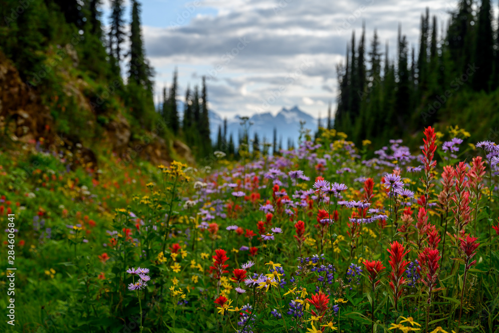 Fototapeta premium Summer meadow edge to edge full of vibrant wildflowers on the Meadows in the Sky Parkway, Mount Revelstoke National Park